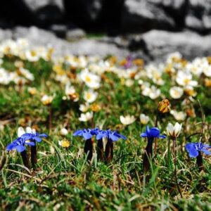 Burren Wildflowers