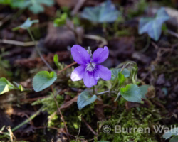 Common Dog Violet Common Dog Violet