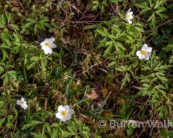 Wood Anemone Wood Anemone