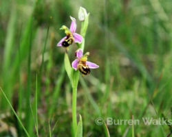 Bee Orchid Bee Orchid