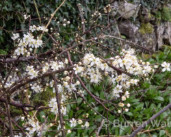 Blackthorn Blackthorn