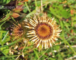 Carline Thistle Carline Thistle