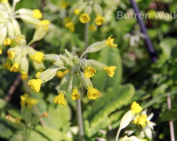 Cowslips Cowslips