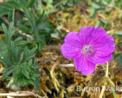 Bloody Cranesbill Bloody Cranesbill