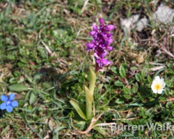 Early Purple Orchid Early Purple Orchid