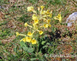 False Oxlips False Oxlips