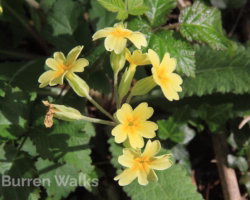 False Oxlips False Oxlips