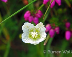 Grass of Parnassus Grass of Parnassus