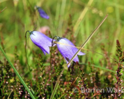 Harebells Harebells