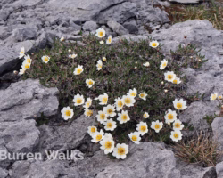 Mountain Avens Mountain Avens