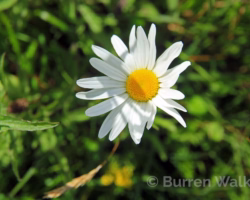 Ox-eye Daisy Ox-eye Daisy