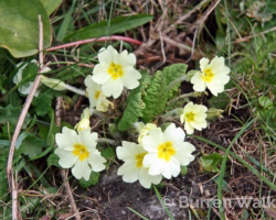 Primroses Primroses