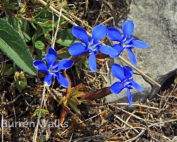 Spring Gentians Spring Gentians