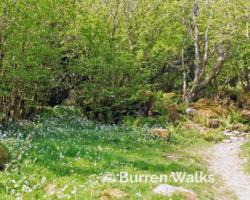 Wild Garlic Wild Garlic