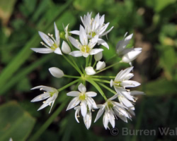 Wild Garlic Wild Garlic